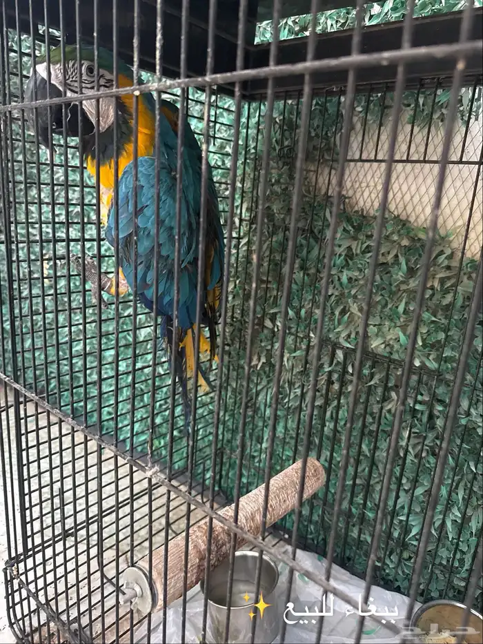 ببغاء للبيع 0