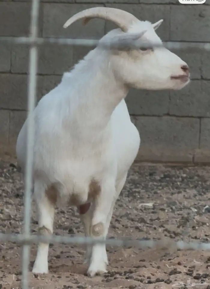 عنز قزميه مضرع سونار (اللون المطلوب) ابيض 1