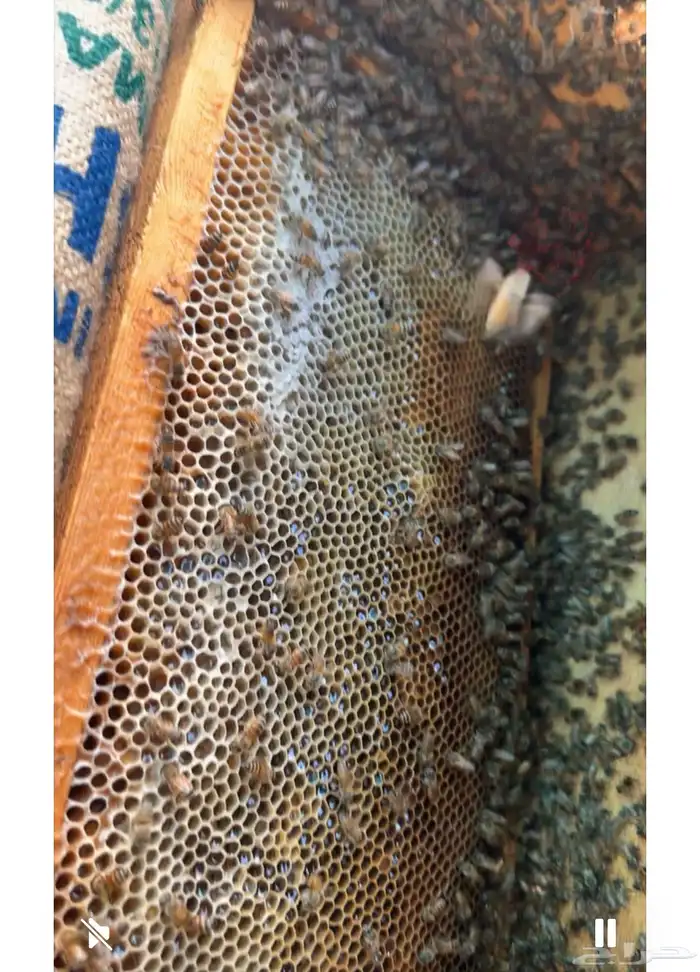 عسل سدر الشمال البري 1