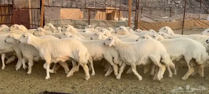 رخال حرش صنف فاخره 0
