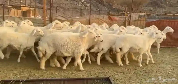 رخال حرش صنف فاخره 6