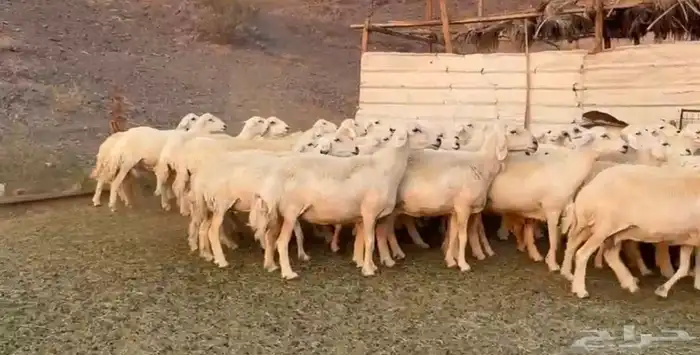 حريات مراح 1