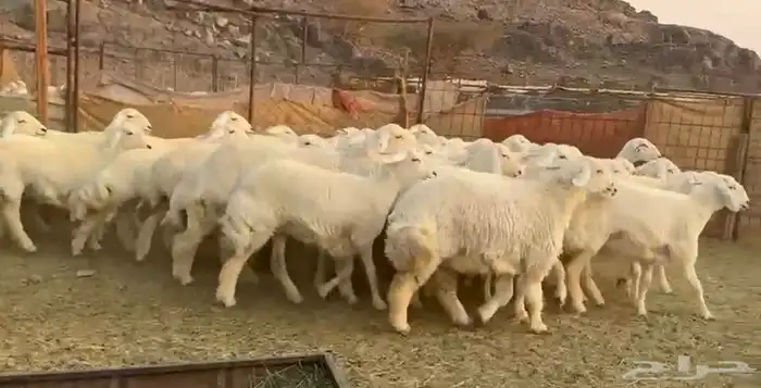 رخال حرش صنف فاخره 3