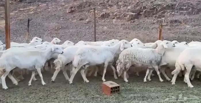 حريات مراح 0