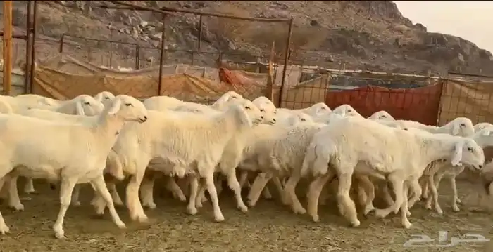 رخال حرش صنف فاخره 1