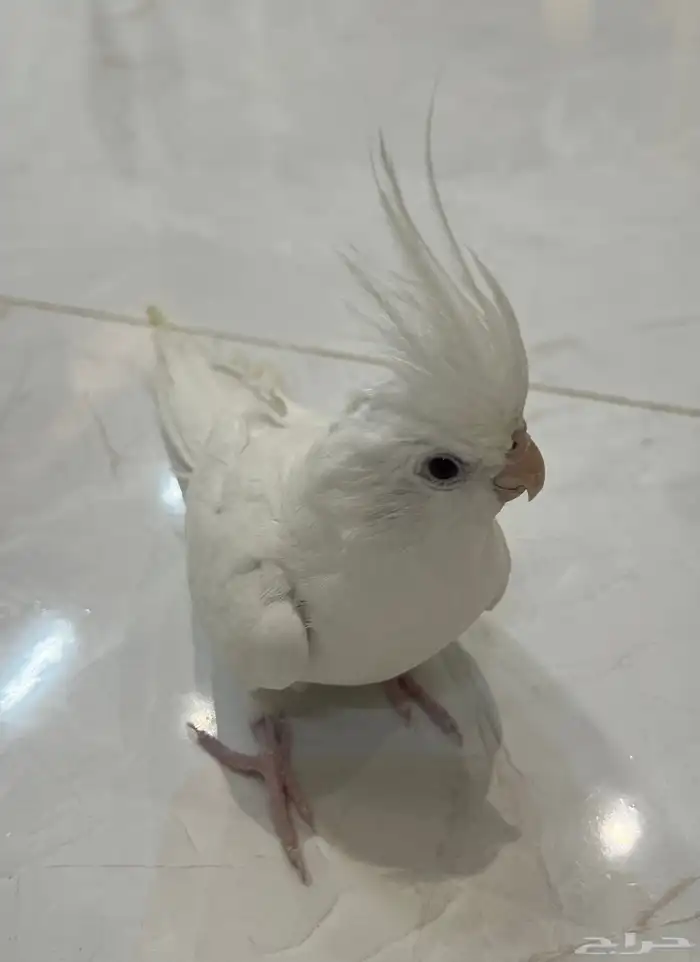 طائر كروان ابيض هولندي للبيع 0
