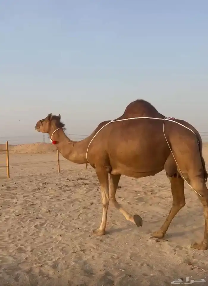 خلفه حمراء ساحليه معها بكره 2