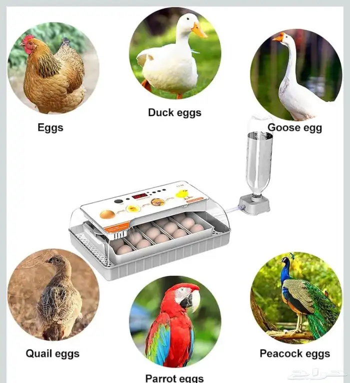 للبيع فقاسه اخت الجديده 1