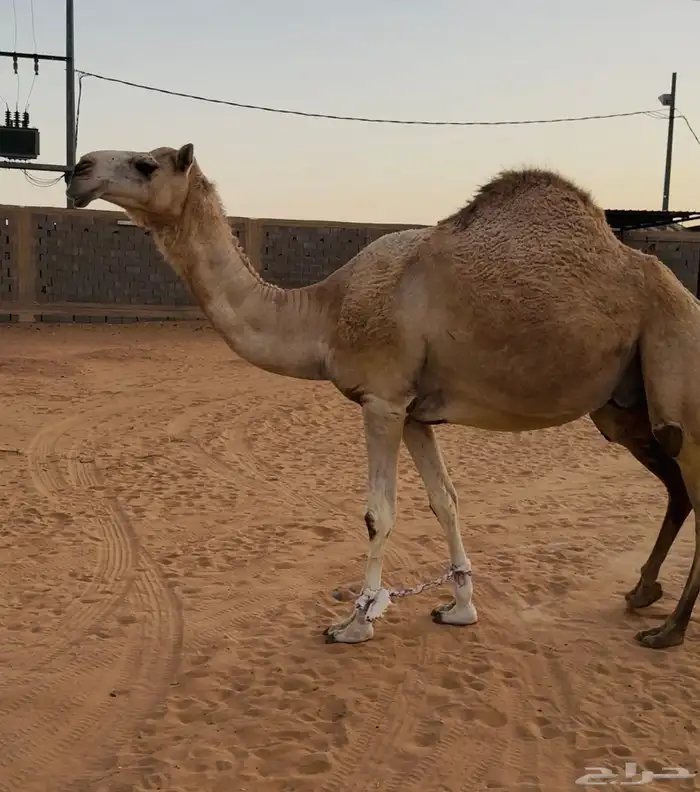 شقحاء عشراء ضروبه 0