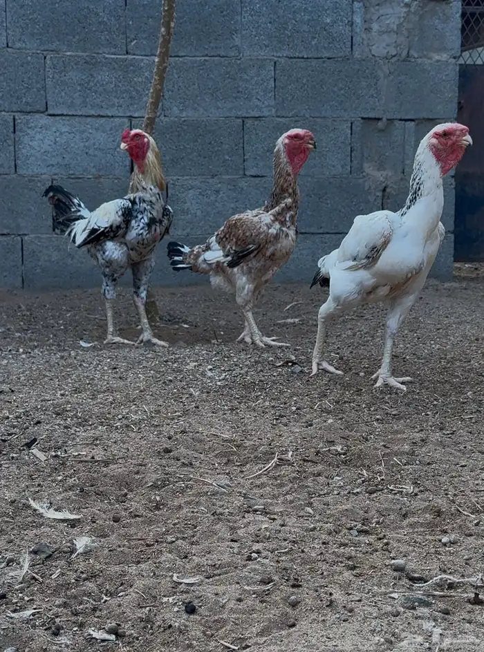 دجاج فارسي و باكستاني 0