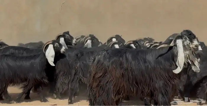 نقوة مراح عوارض صنف العدد 35 بالفحل 8