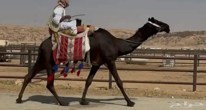 رحول رباع كفو 1