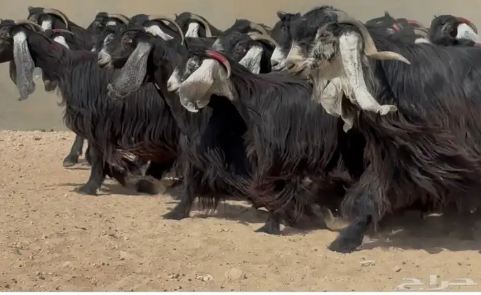نقوة مراح عوارض صنف العدد 35 بالفحل 6