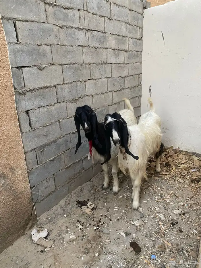 معزا 0