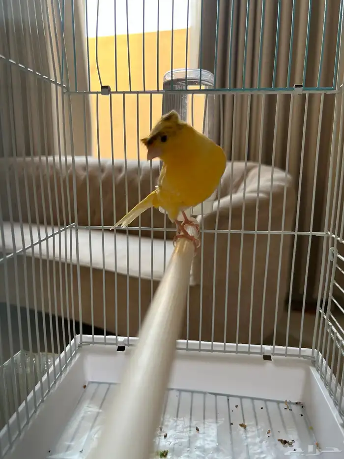 كناري 0