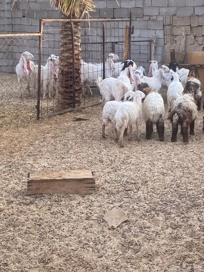 معزاء مطورات بيض اعمارهن شبب وسليمات وديد سلم مقرعات 0