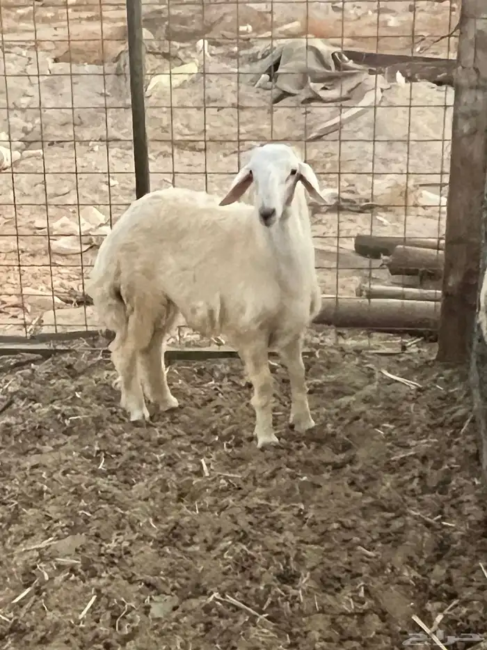 طلى حري ( تم البيع ) 0