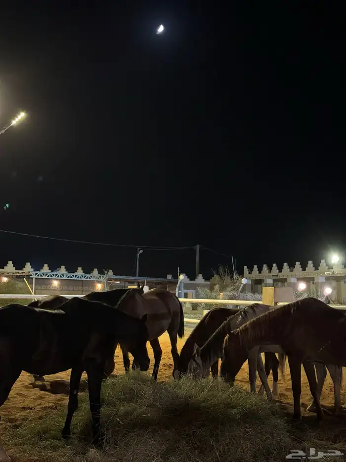 مربط الزبارة 5