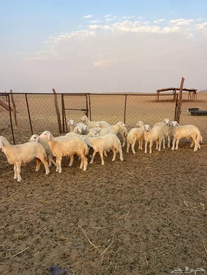 بهم حرري تم البيع 14