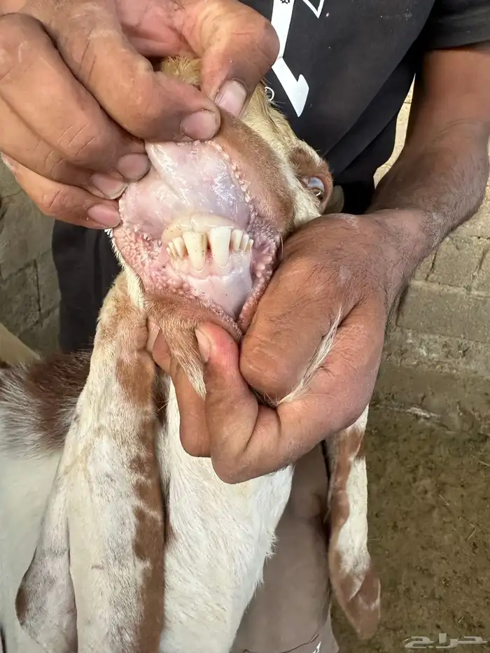 عنز وتيس ( هولندي) 1