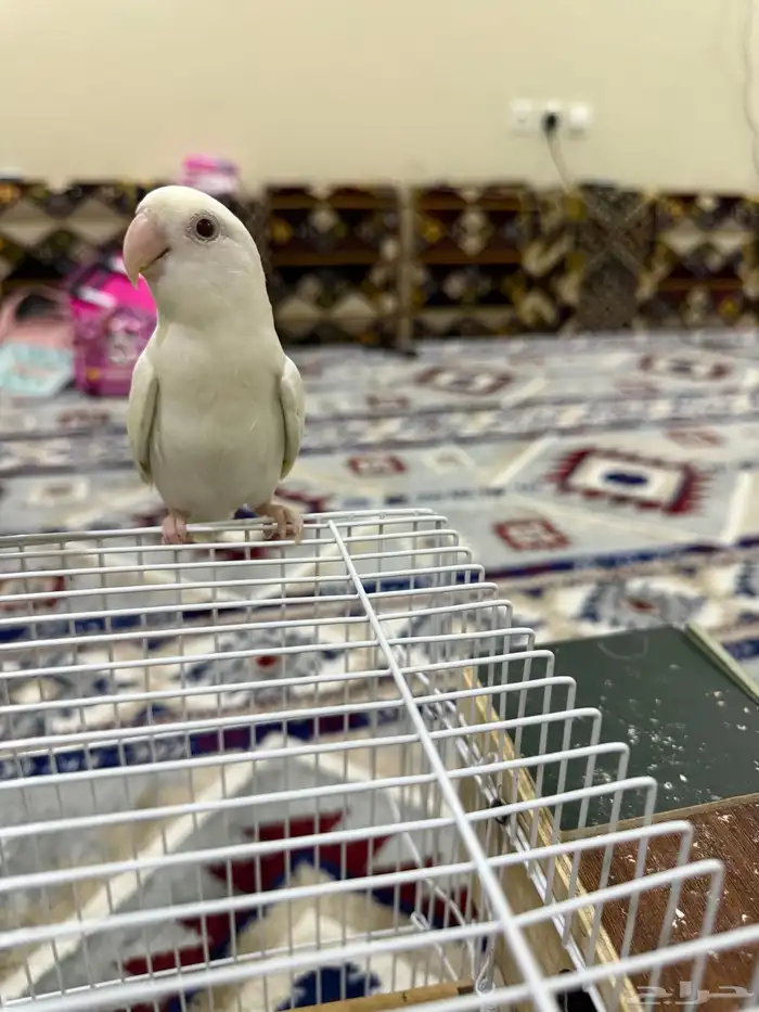 ذكر روز البينو أليف 2