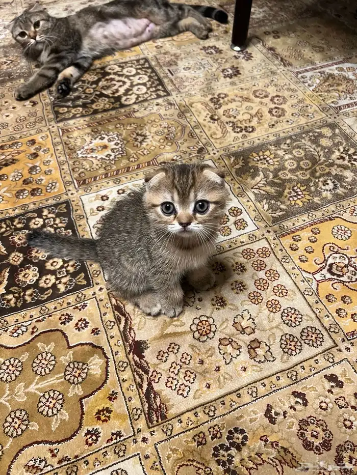 سكوتش فولد كيتن 1