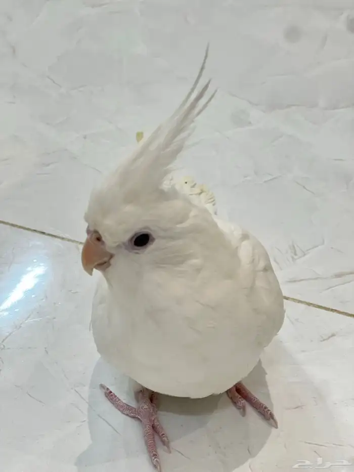 طائر كروان ابيض هولندي للبيع 3
