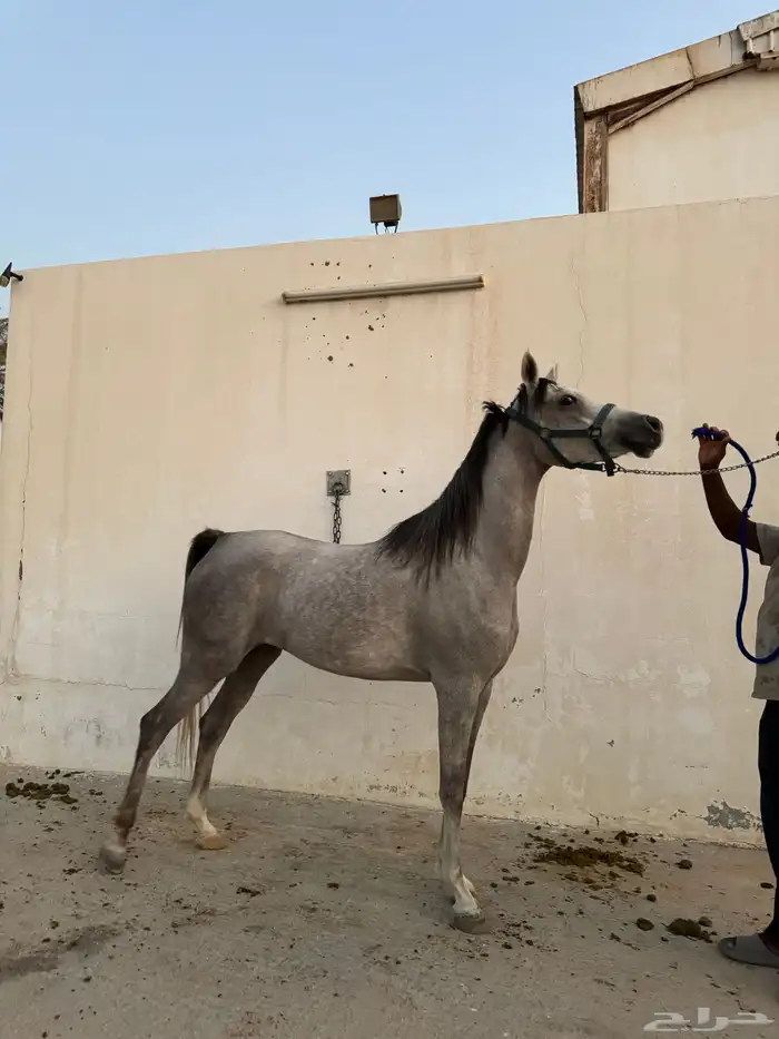فرس شعبية 0