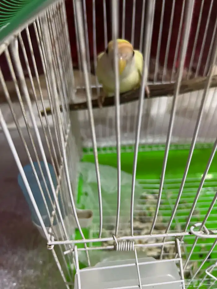 أنثى روز سليمه مابها شي 1