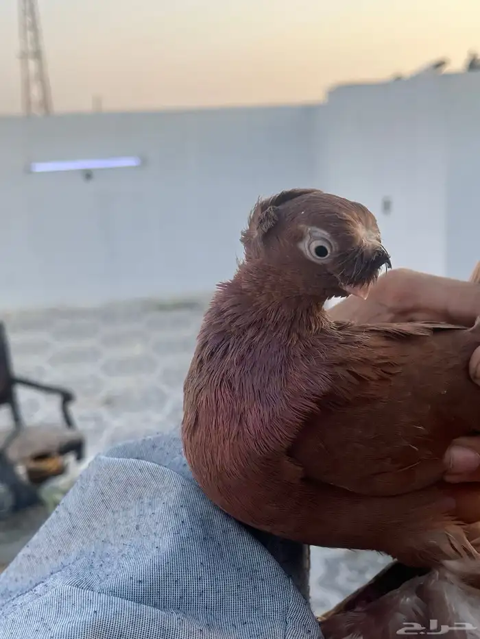 حمام اوزبك 1