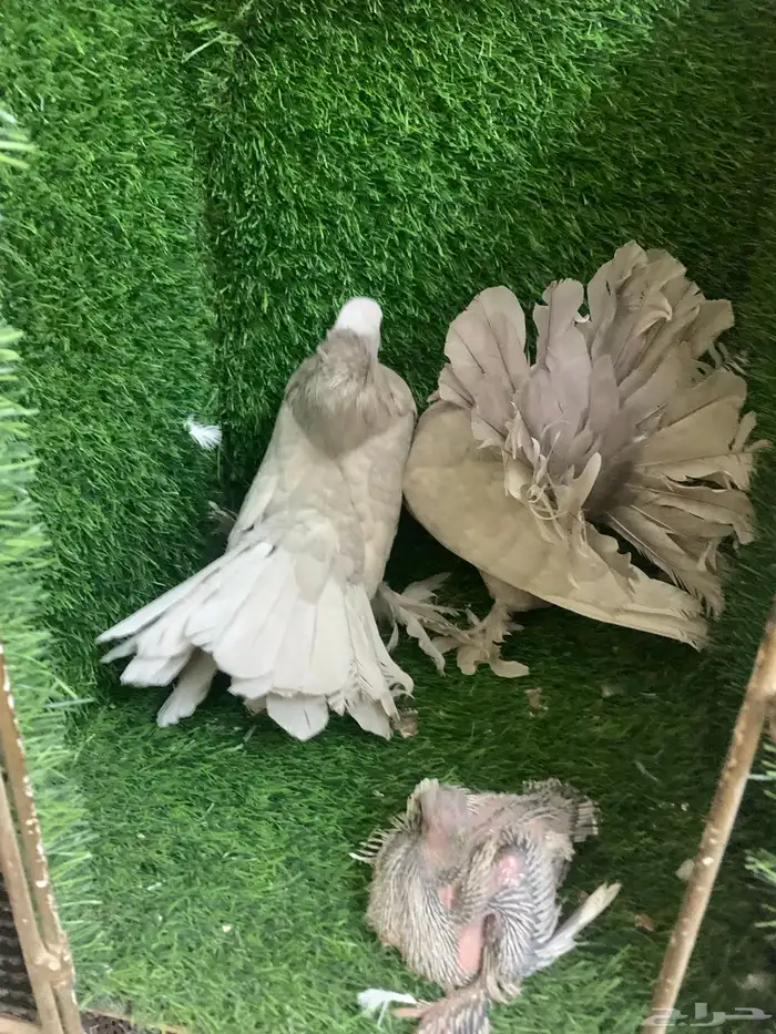رقاص هندي 2