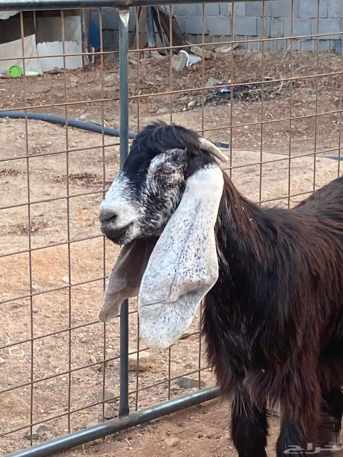 معزا عوارض صنف جفار(تم البيع) 4