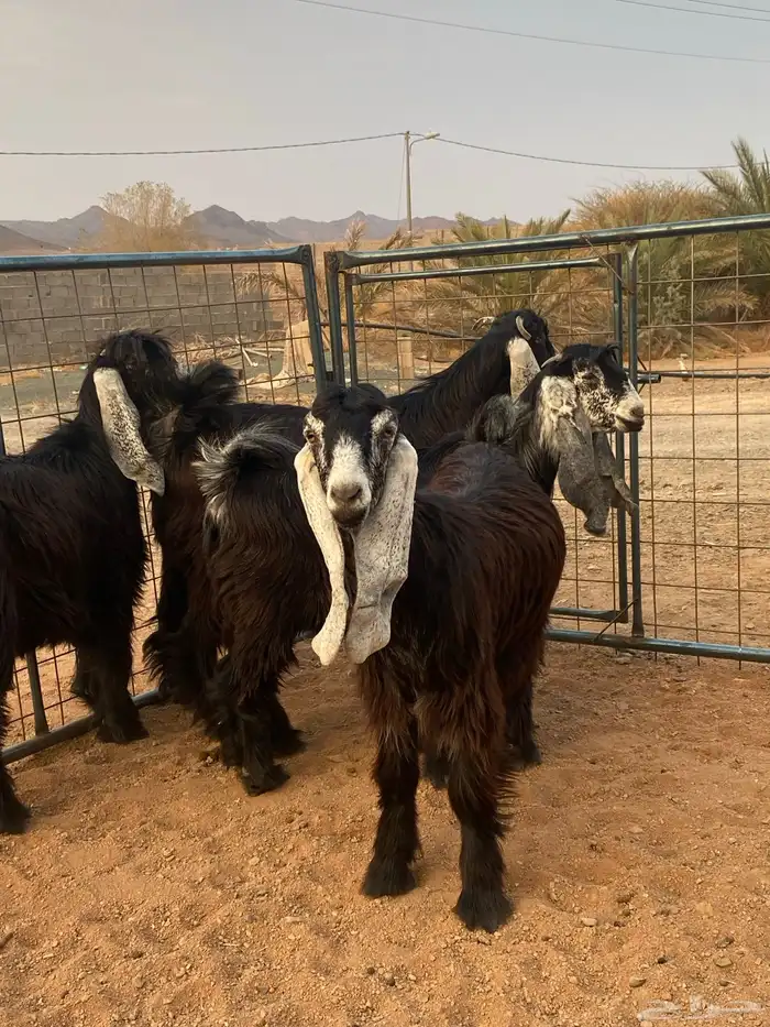 معزا عوارض صنف جفار(تم البيع) 11