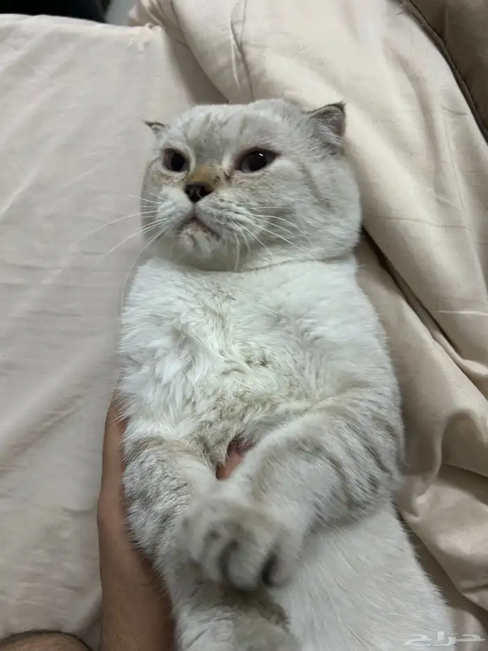قطط للتبني 2