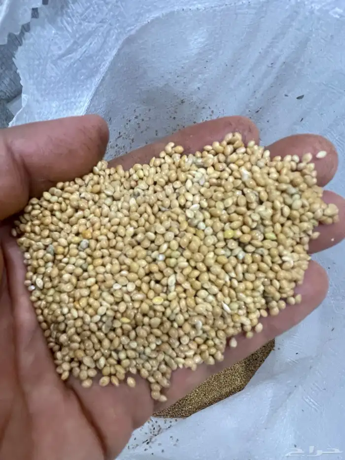 مليسا أوكراني للبيع 1