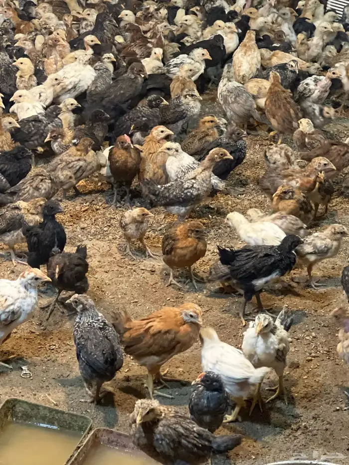صوص بلدي للبيع 1