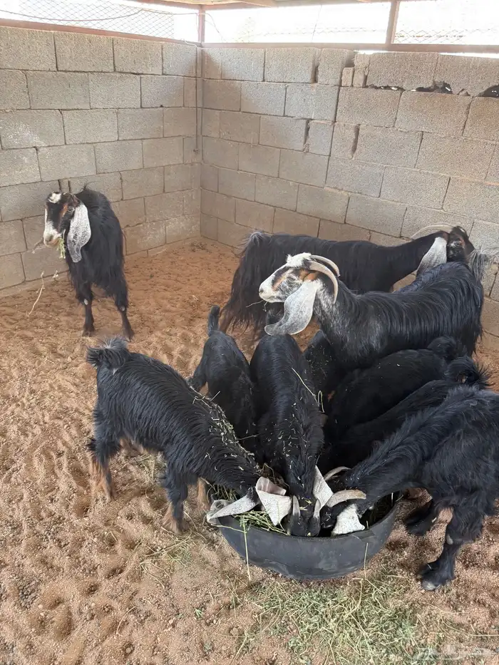 معزا 7معها 7 وفيها مضاريع وحده دافع عيالها ذبايح 3