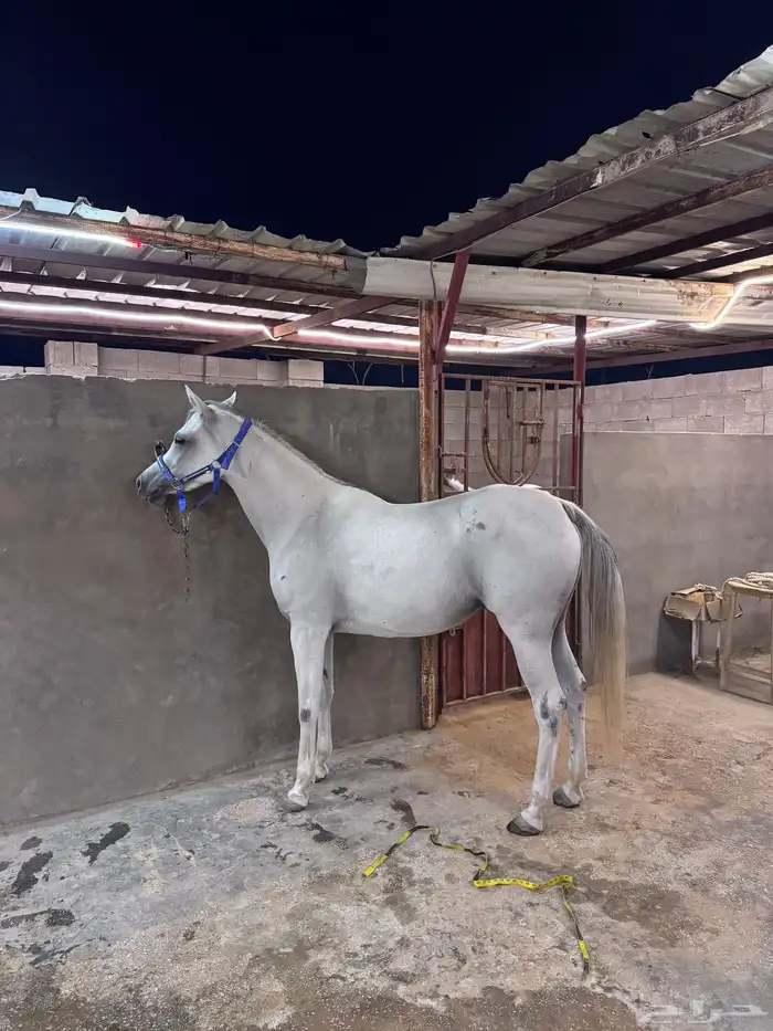 فرس واهو مكس 2
