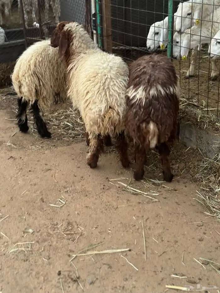 رخال نعيمية 3