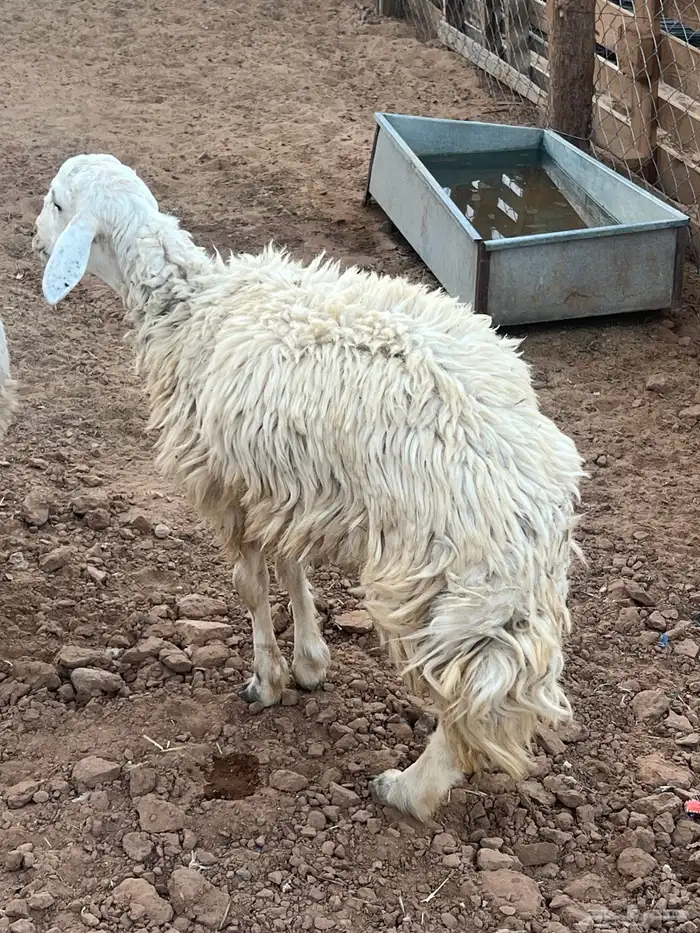 للبيع 2