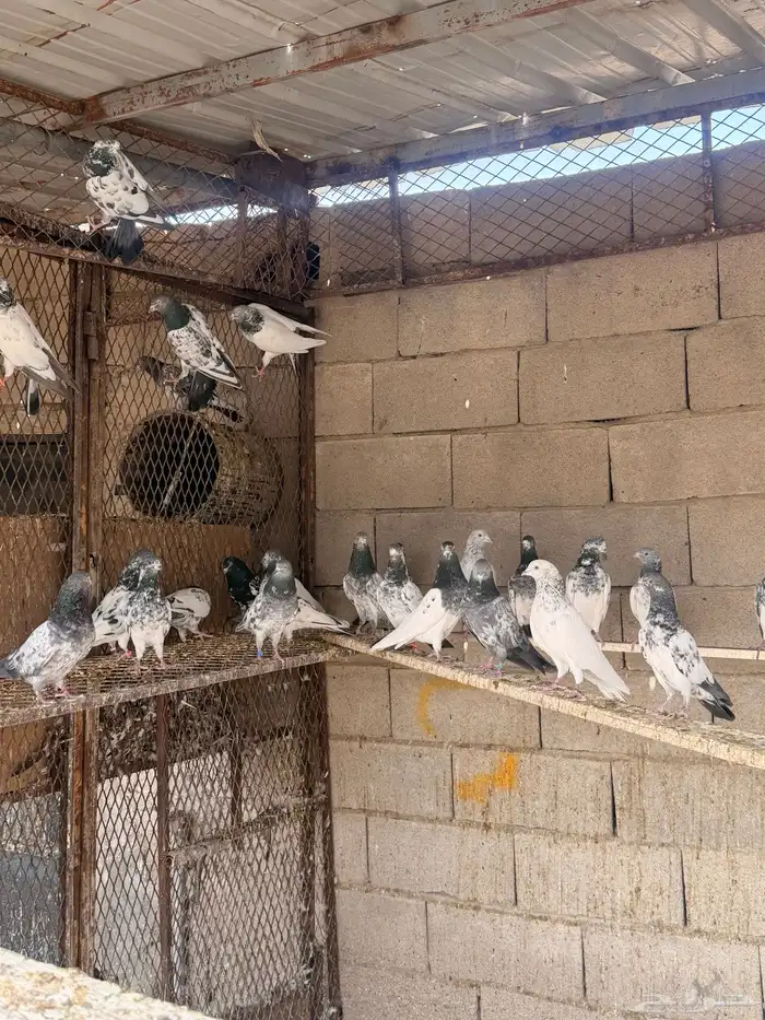 حمام باكستاني 1