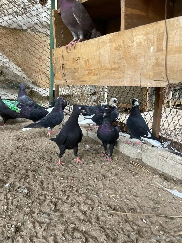 حمام قطيفي 2
