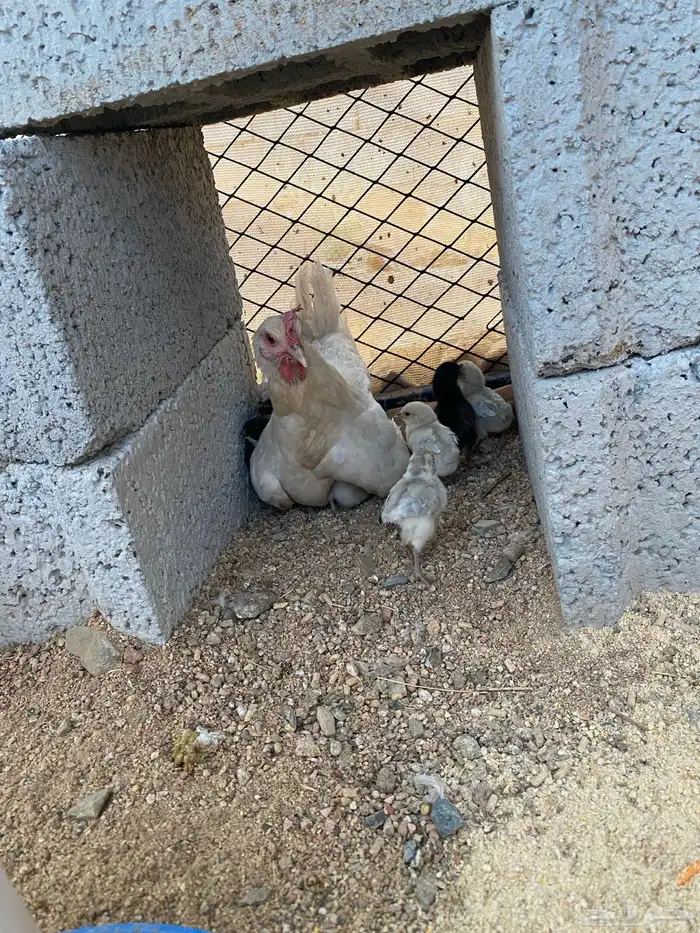 دجاج فيومي المنيو مفرخه 0