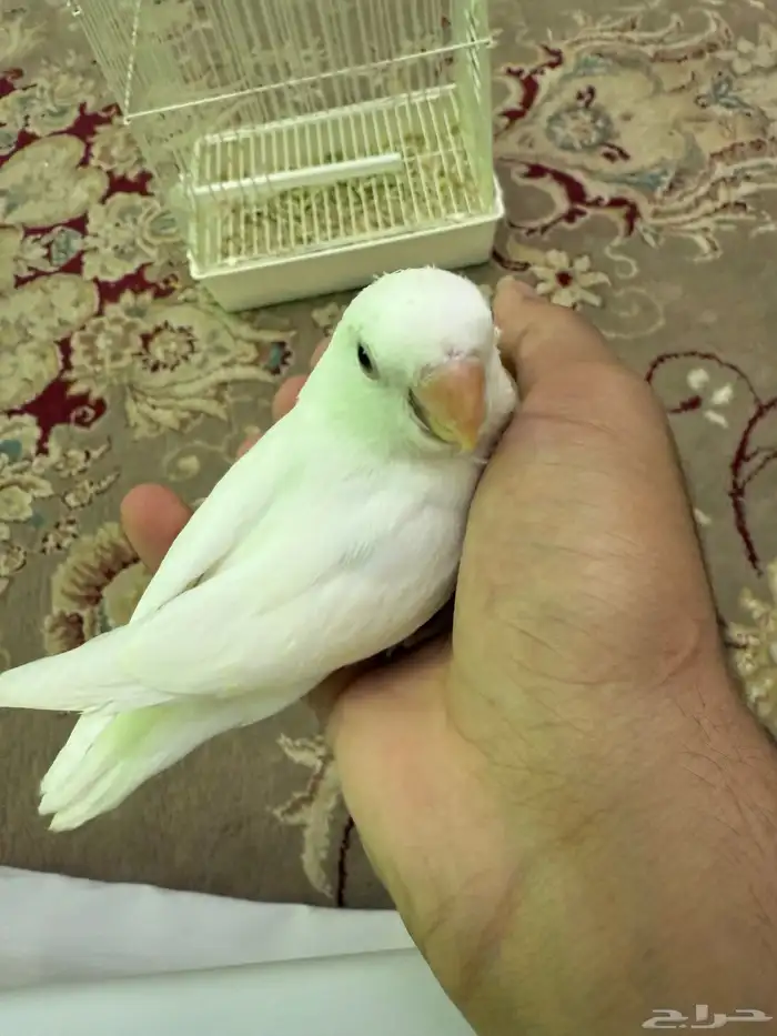 فرخ روز البينو عيون حمرا 5