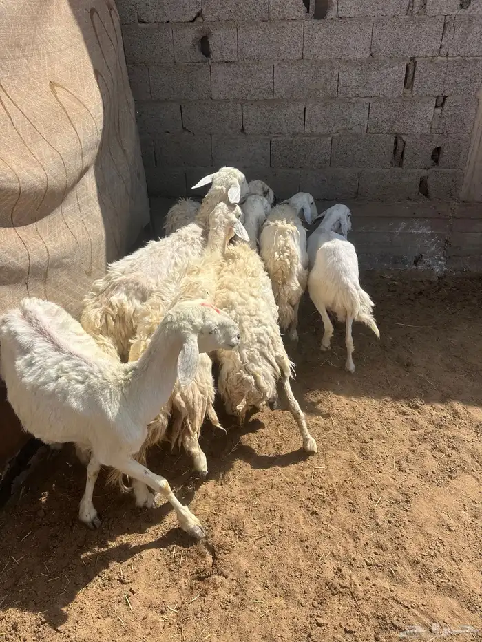 حريات 5