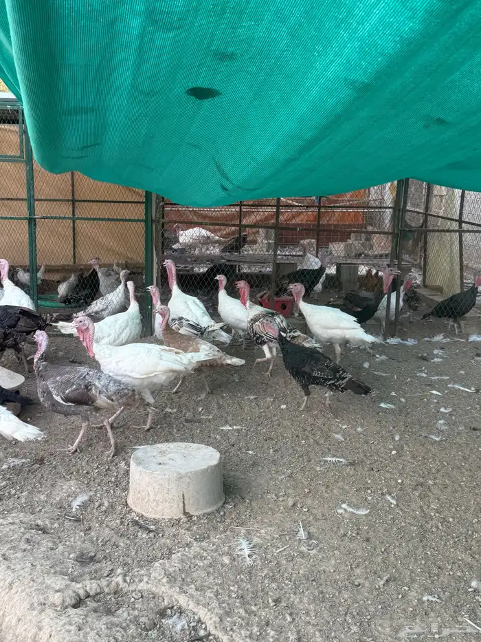 دجاج رومي 3