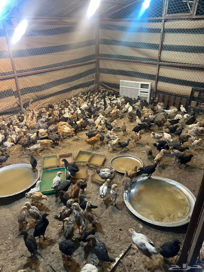 صوص بلدي للبيع 0
