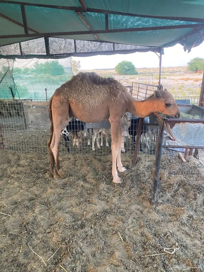 قعود تربيه 7