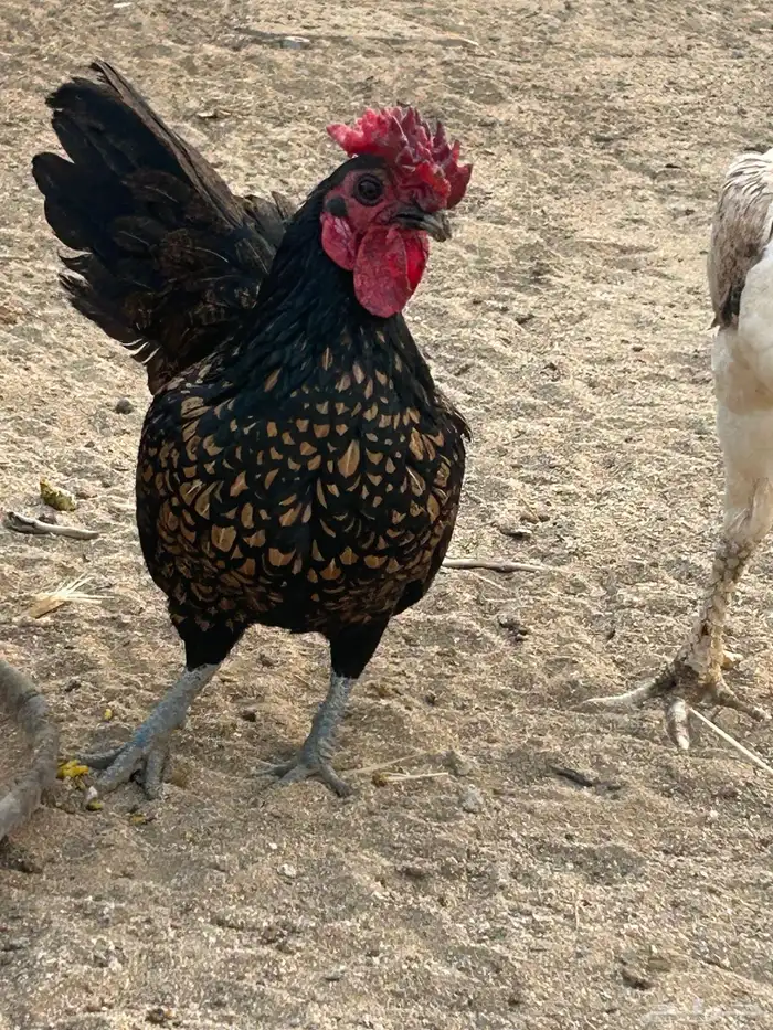ديوك سبرايت 2