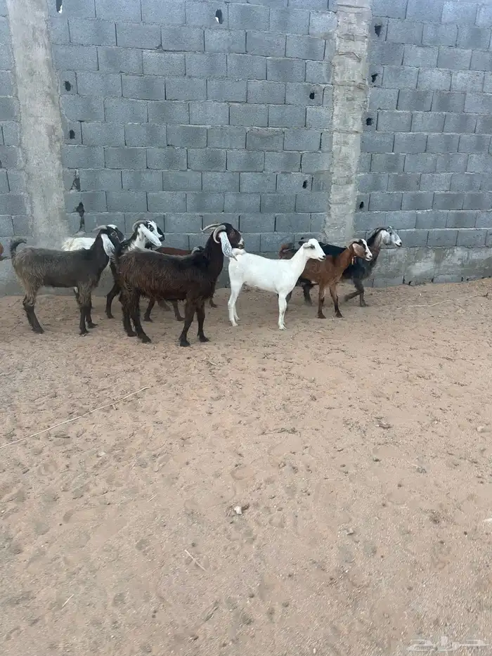معزا 2